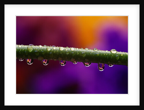 Dew Drops on Iris Stem by Anonymous