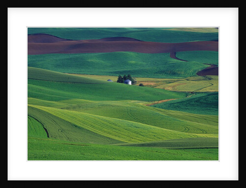 Wheat and Pea Fields Covering Rolling Hills by Anonymous