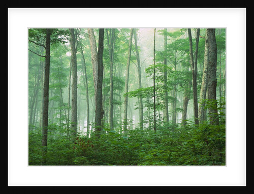 Maple Forest and Fog by Anonymous