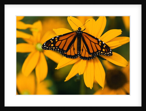 Monarch Butterfly on Yellow Flower by Anonymous