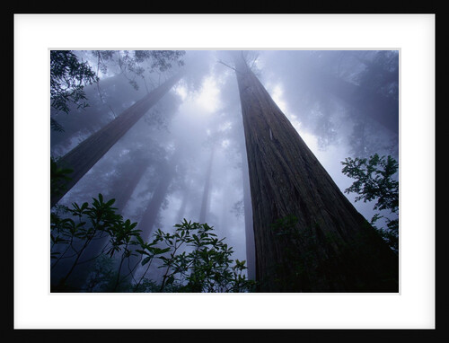 Redwoods and Fog by Anonymous