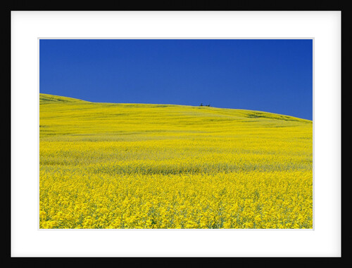 Rapeseed Field by Anonymous