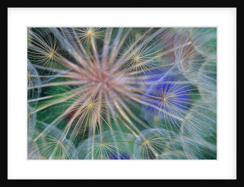 Yellow Salsify Seed Head by Anonymous