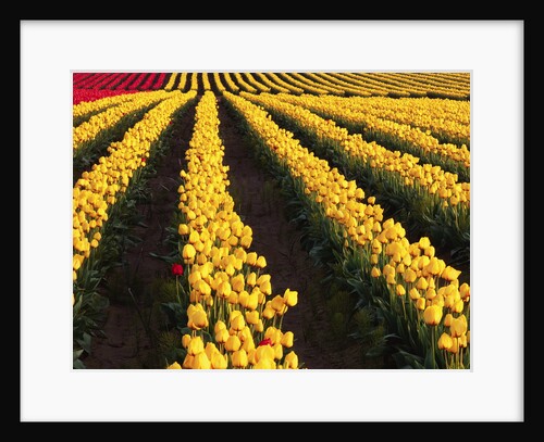 Rows of Yellow Tulips by Anonymous