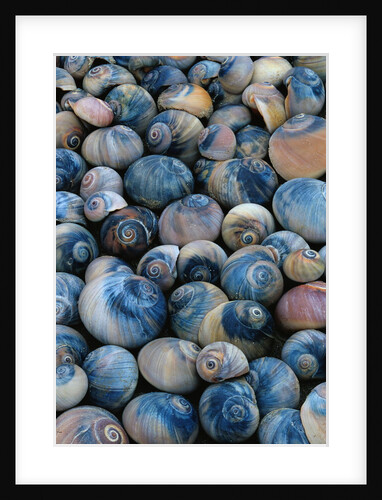 Shells by Anonymous