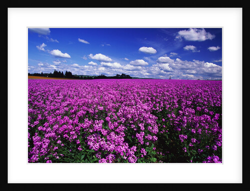 Field of Dame's Rocket by Anonymous