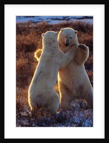 Polar Bears Fighting by Anonymous