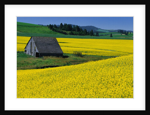 Barn in Rape Seed Field by Anonymous