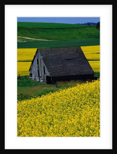 Barn in Rape Seed Field by Anonymous