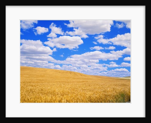 Fields of Wheat by Anonymous