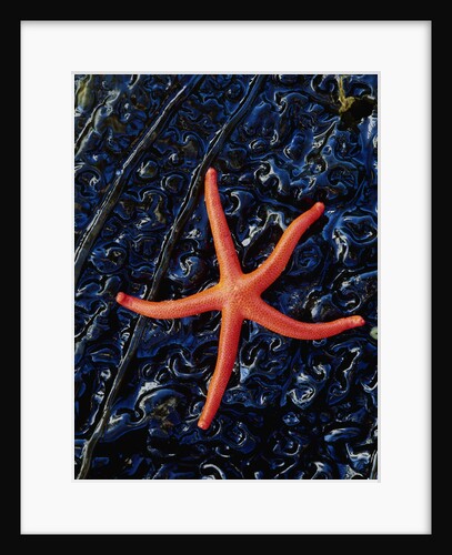 Blood Starfish on Kelp Tongue by Anonymous