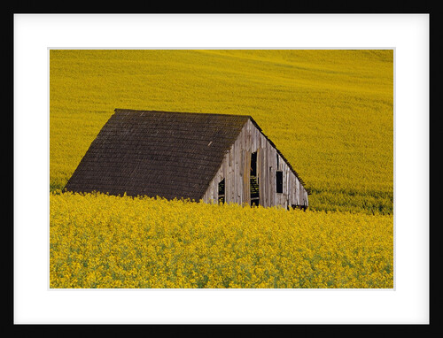 Decaying Barn and Canola Field by Anonymous