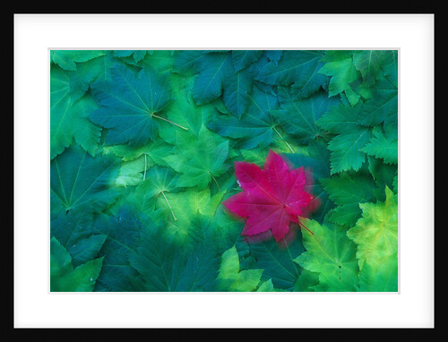 Vine Maple Leaves by Anonymous