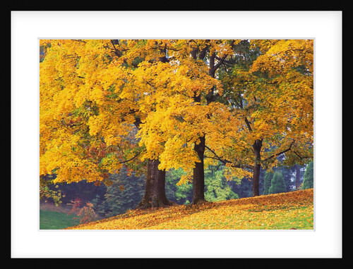 Autumn Foliage at Hoyt Arboretum by Anonymous