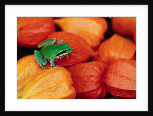 Pacific Tree Frog on Chinese Lantern Flowers by Anonymous