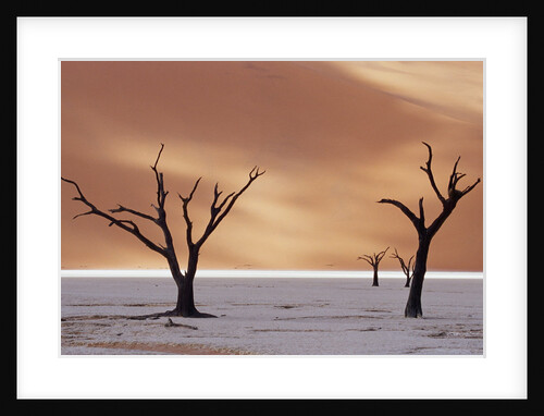 Dead Trees on Dry Lake Bed by Anonymous
