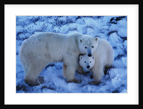 Polar Bear with Cub by Anonymous