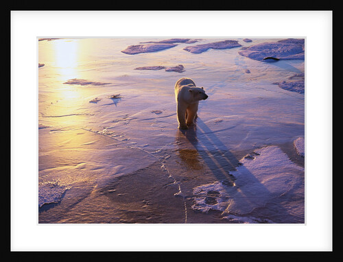 Polar Bear on Ice at Sunrise by Anonymous