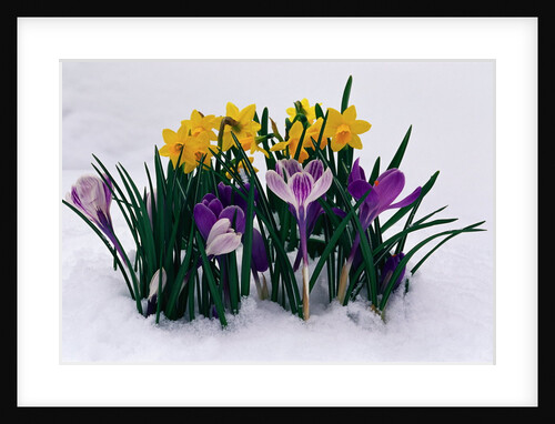 Crocuses and Daffodils in Snow by Anonymous