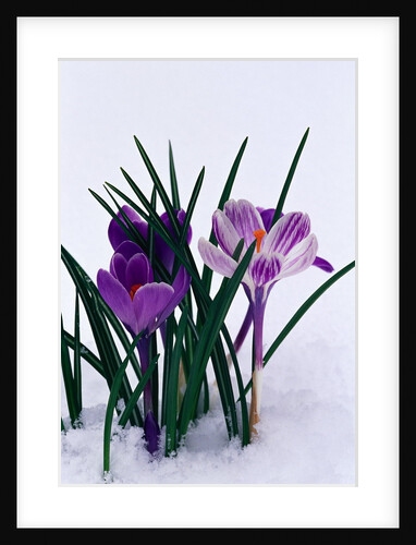 Crocuses in Snow by Anonymous