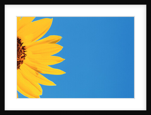 Sunflower and Blue Sky by Anonymous