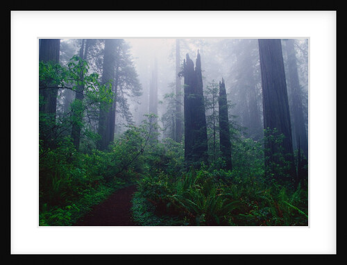 Trail Through Foggy Redwood Forest by Anonymous