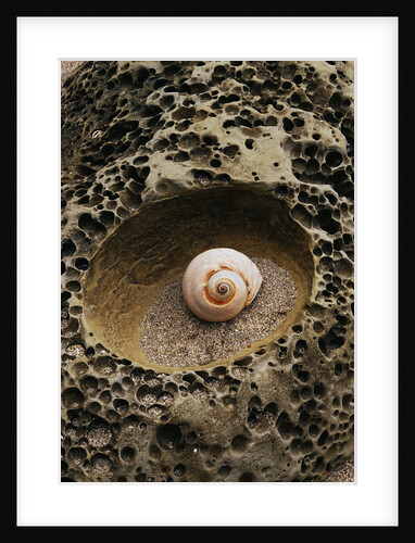Seashell in Pitted Rock by Anonymous