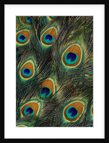Peacock Tail Feather by Anonymous