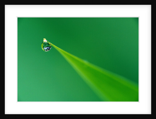 Dew Drop on a Leaf by Anonymous