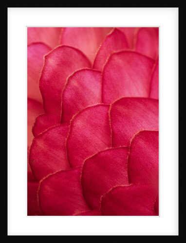 Ginger Petals by Anonymous