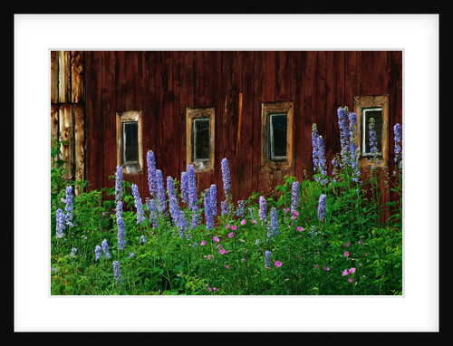 Delpinium Blooms Next to a Barn by Anonymous
