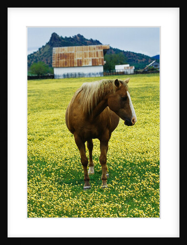 Horse in Tidy Tips by Anonymous