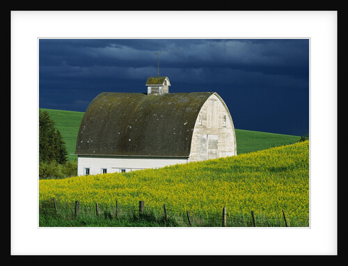 White Barn and Canola Field by Anonymous