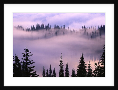Fog Lifting over Trees by Anonymous
