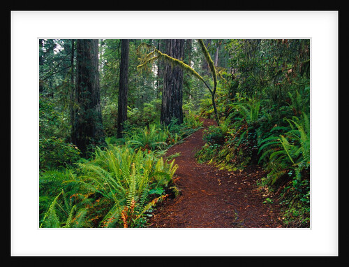 Trail Through Redwood Trees by Anonymous
