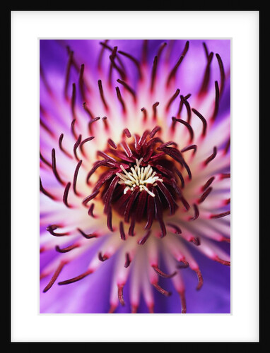 Detail of Clematis Flower by Anonymous