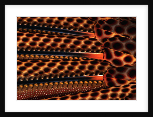 Detail of Great Argus Pheasant Feather by Anonymous