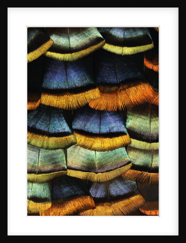 Detail of a Turkey Feather by Anonymous