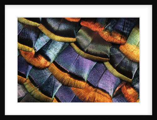 Detail of a Turkey Feather by Anonymous