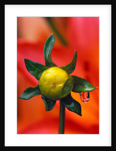 Dew Drop on Dahlia Bud by Anonymous