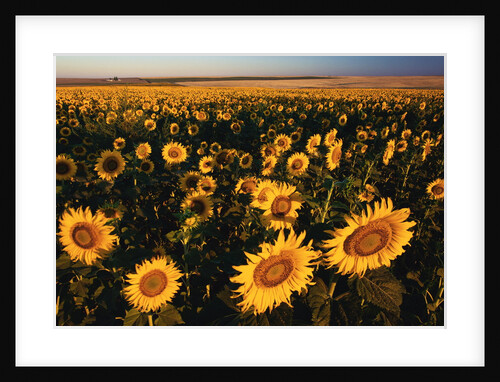 Morning Light on a Sunflower Field by Anonymous