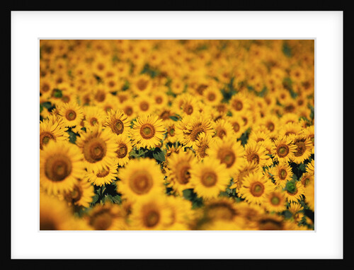 Sunflowers by Anonymous