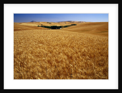 Wheat Field by Anonymous