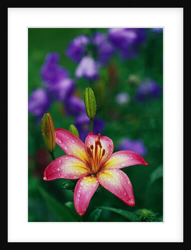 Pink Asiatic Lily Covered with Dew by Anonymous