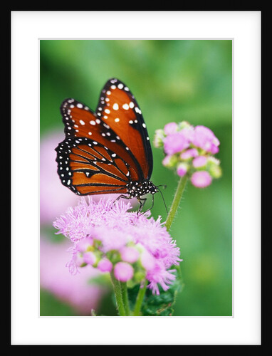 Queen Butterfly on a Pink Flower by Anonymous