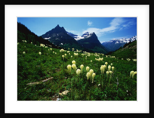 Bear Grass near Going-to-the-Sun Mountain by Anonymous