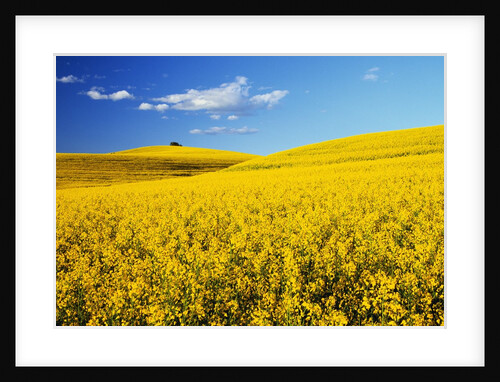 Canola Field in Bloom by Anonymous