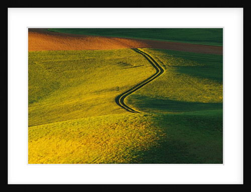 Wheat and Pea Fields by Anonymous
