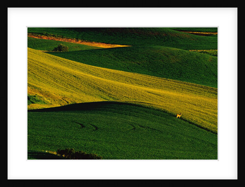 Deer Standing in Field by Anonymous