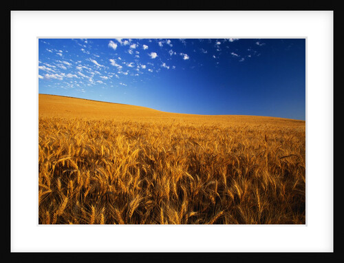 Wheat Field by Anonymous